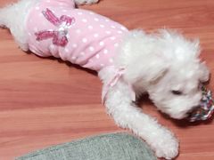 -瑞鹏宠物医院·爱宠堂·骨外专科(西荷分院)