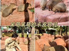 -灵玲国际马戏城