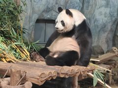 -深圳野生动物园