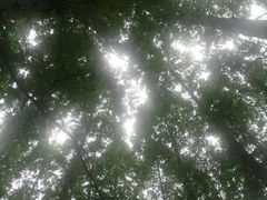 -黄海国家森林公园