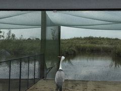 -盐城丹顶鹤湿地生态旅游区