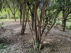 -清凉山国家森林公园