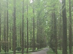 -黄海国家森林公园