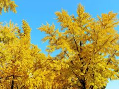 -三里屯东五街银杏大道