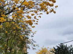 -净耳阁采耳文化体验馆(华强北店)