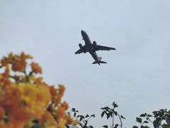-空港花田景区