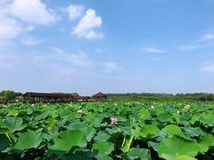 -荷塘月色湿地公园·向阳花洲