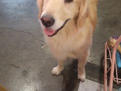 -百好乐宠物友好餐厅(朝外大街店)