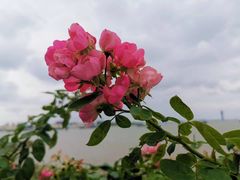 -上海滨江森林公园
