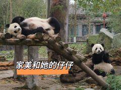 -都江堰中华大熊猫苑