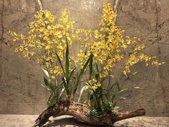 -香港皇家太平洋酒店