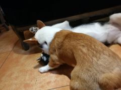 -more than meow吴止猫主题餐厅(承德 中船汇店)