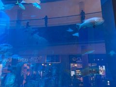 -迪拜水族馆及水下动物园