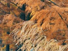 -白鹭湾湿地公园