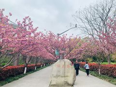 -高东镇樱花园
