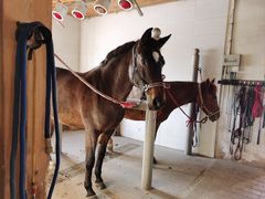 -北京群众马术培训基地