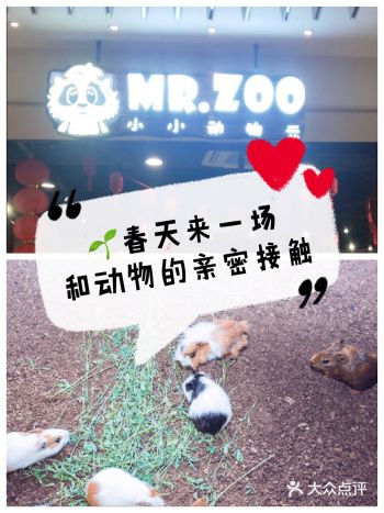 近距离与小动物们互动 春日遛娃来MR.ZOO