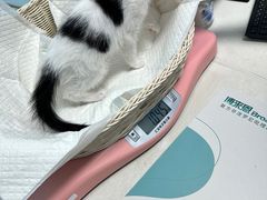 -纳吉亚猫专科动物医院博雅分院