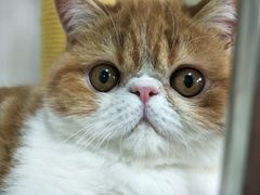 -1013 PET SHOP 宠物商店(近铁城市广场店)