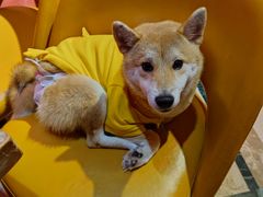 -猫色咖啡·猫咖