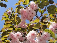 -长白岛森林公园