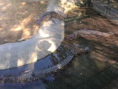 -泉州海丝野生动物世界