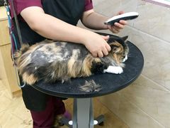 -美联众合动物医院·24h京西诊疗中心