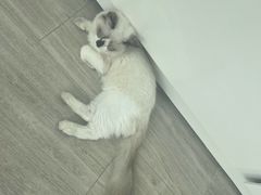 -良伴无忧宠物医院(泰欣嘉园店)