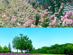 -上海辰山植物园