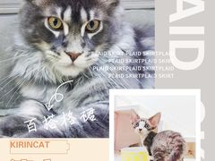 -十年猫舍·猫咪专门店(普陀店)