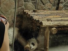 -成都大熊猫繁育研究基地