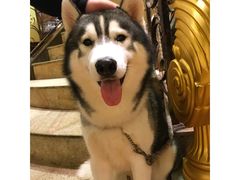 -more than meow吴止猫主题餐厅(承德 中船汇店)