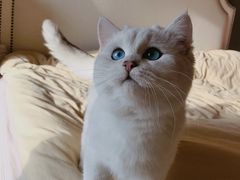 -欣宠猫屋·矮脚拿破仑·蓝金金渐层