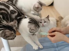 -有喵·猫咖·狗咖·30几只猫10只小狗(岗厦店)