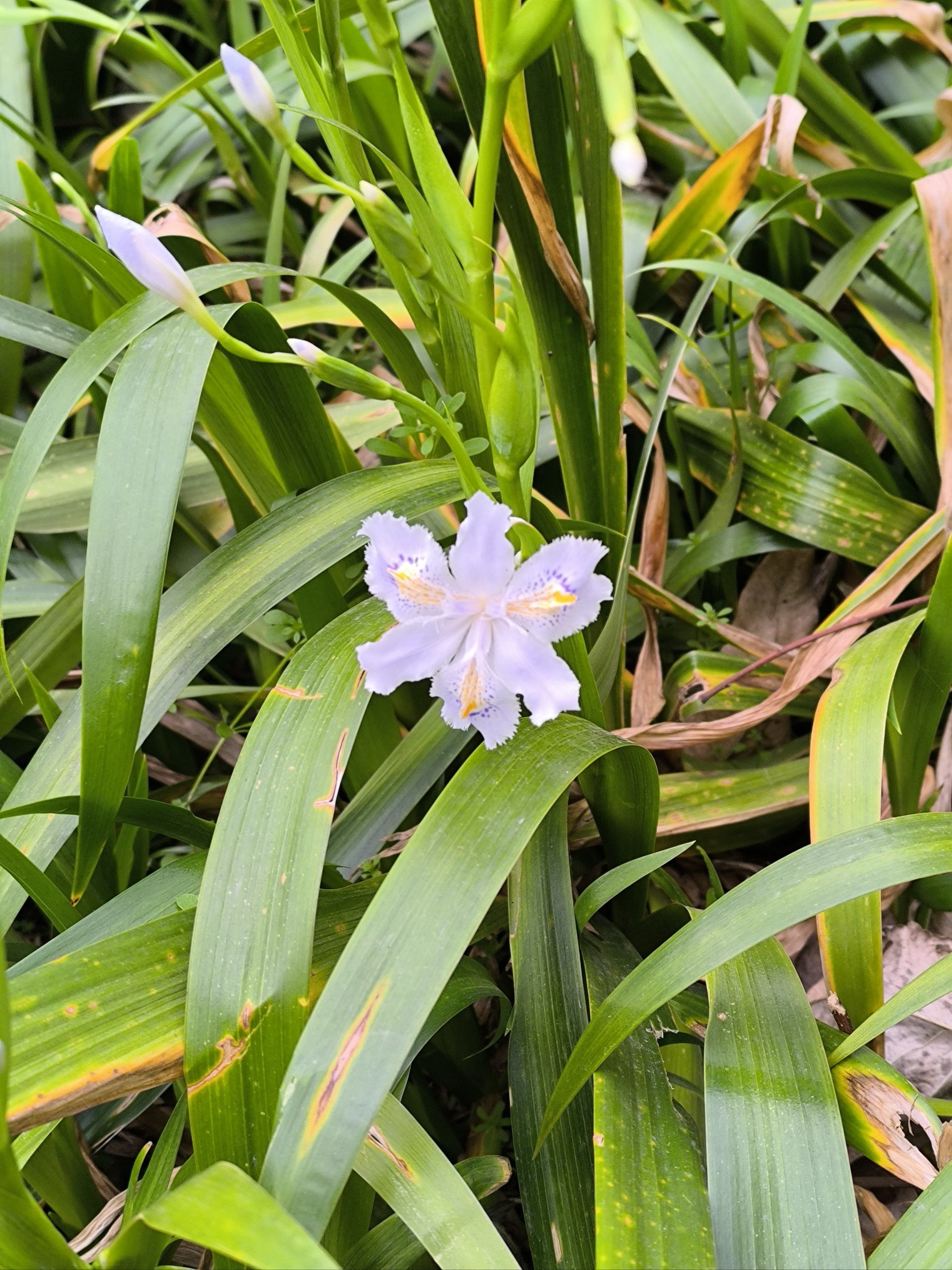 园丁叔叔栽的鸢尾花