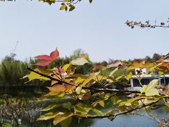 -上海共青森林公园