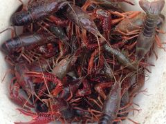 upload_pic-同銮特种养殖场·龙虾垂钓