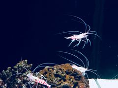 -暹罗海洋世界