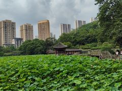 -龙头寺公园