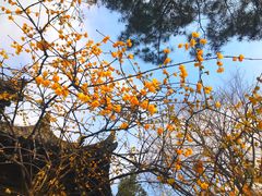 -西安化觉巷清真大寺