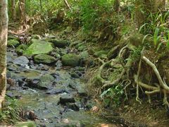 -深圳仙湖植物园