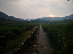 -中国茶叶博物馆(双峰馆区)