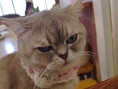 -Let's go狗咖·猫咖·奶狗·桌游(春熙路IFS店)