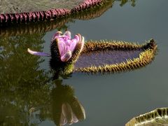 -国家植物园南园