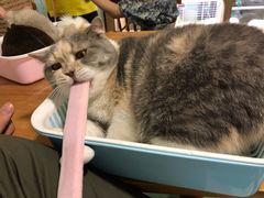 -藦茜花园宠物主题亲子互动体验馆(国顺东路店)