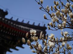 -妙应寺白塔