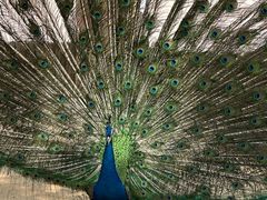 -石家庄市动物园