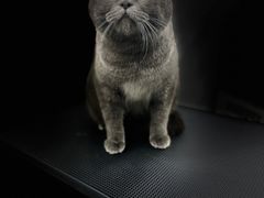-爱洗澡的猫(天河路店)