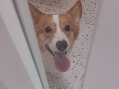 -瑞派康怡24h宠物医院·犬猫医疗中心·微创绝育(瑞景分院)