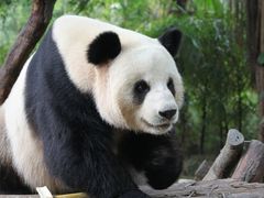 -广州长隆野生动物世界
